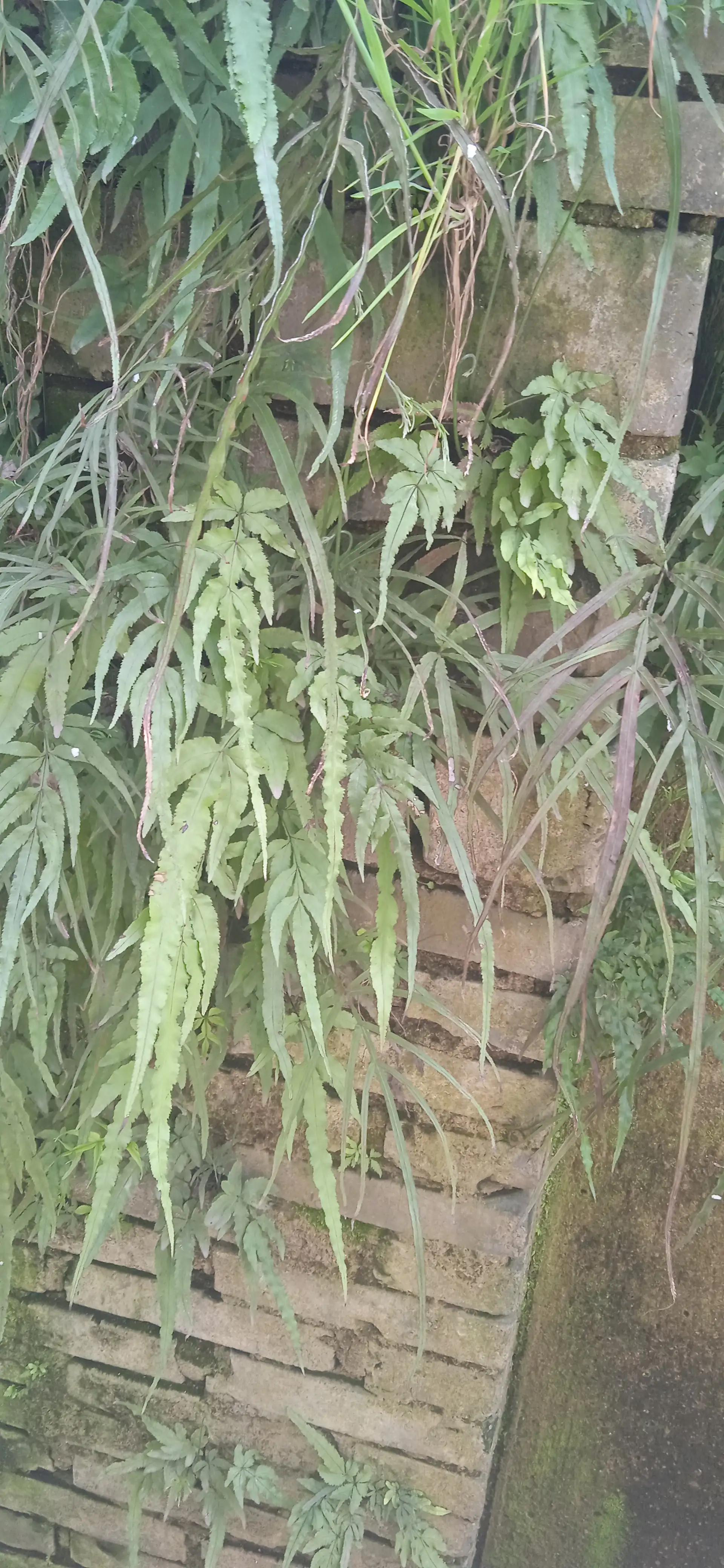 这种草到处都是，大多数人不知道它有啥用。你还是采一些吧