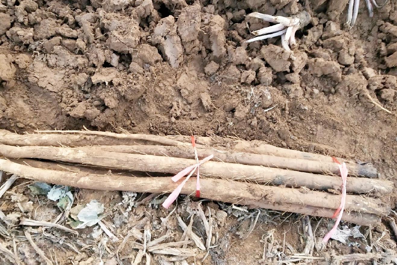 牛蒡出口日本需求量,日本的牛蒡