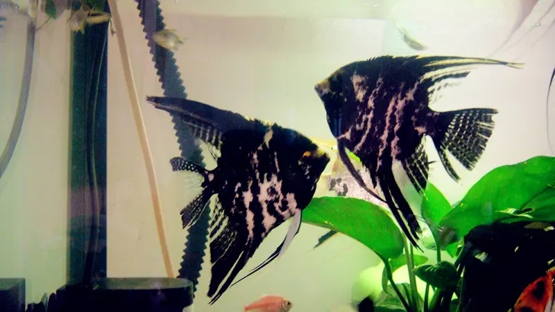 养鱼有哪些必须学会的技能和方法,养鱼的正确方法和感受