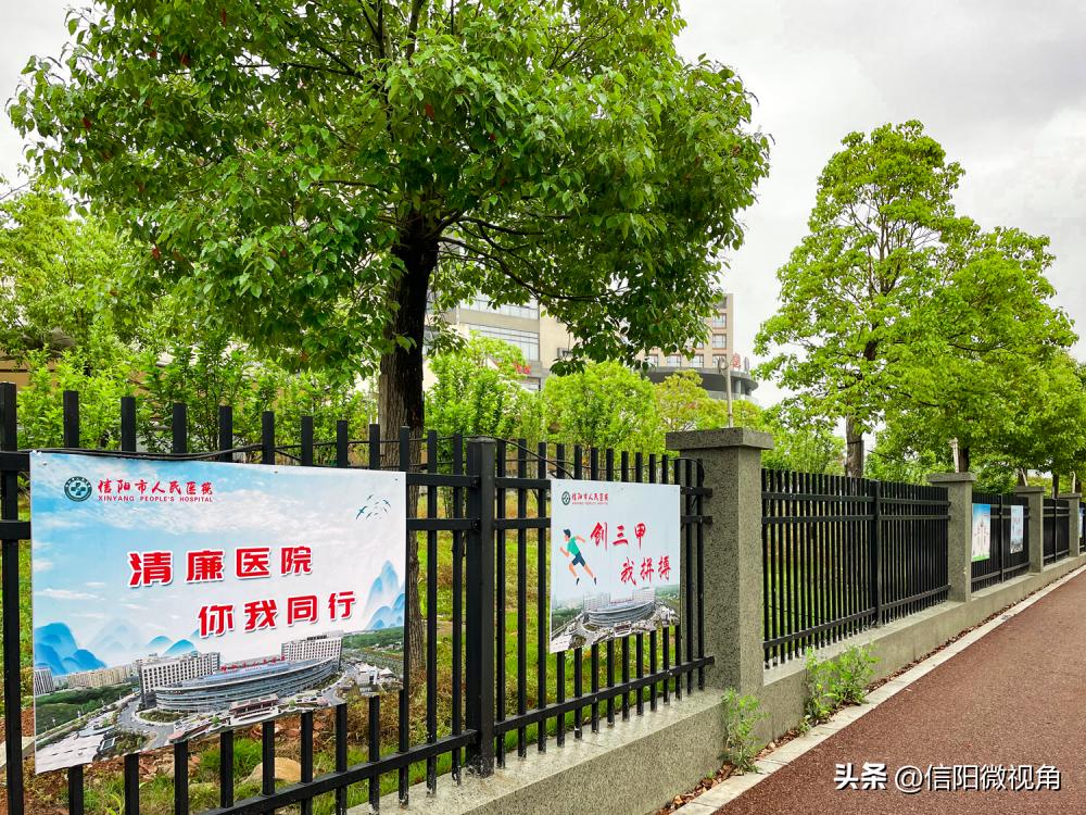 夏日限定!带您沉浸式体验信阳市人民医院的绿意芳香