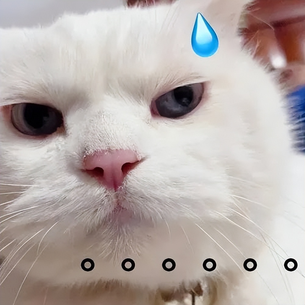 我在网店买三文鱼喂猫，结果被人网暴追骂两年，还造黄谣！