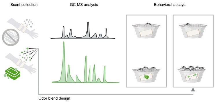 哪种沐浴露可以消蚊子,蚊子咬了抹沐浴露
