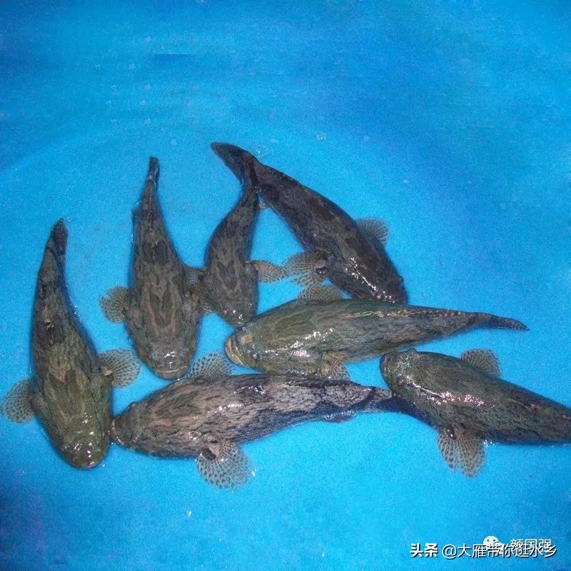 塘鳢鱼又叫什么鱼,塘鳢鱼江苏俗称