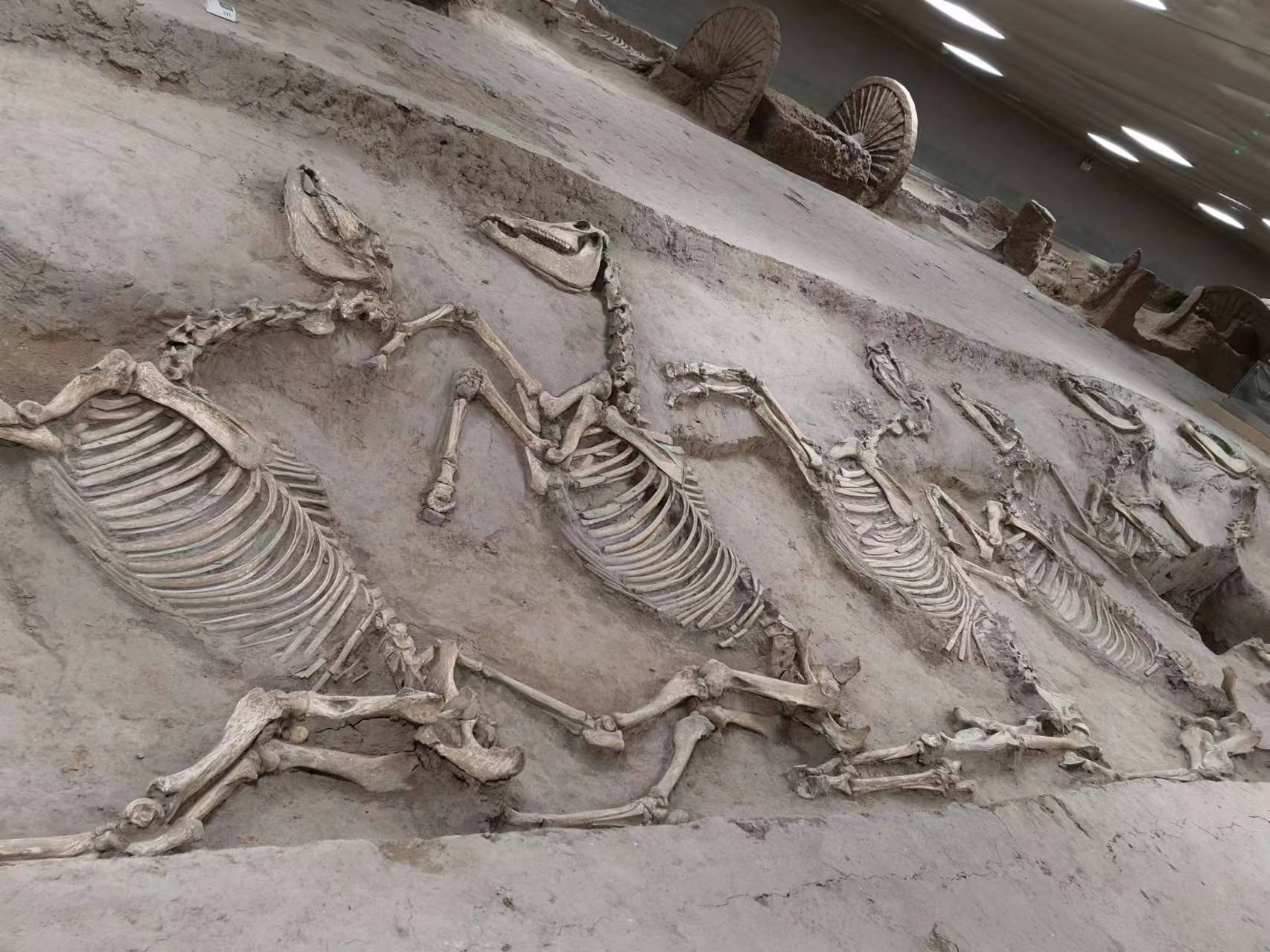 寻味山东淄博,淄博博物馆推荐