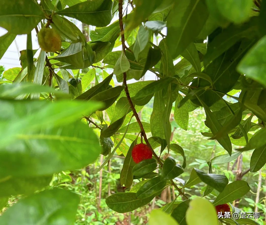 立夏节气夏天的景物特征,立夏的优美诗词与解读