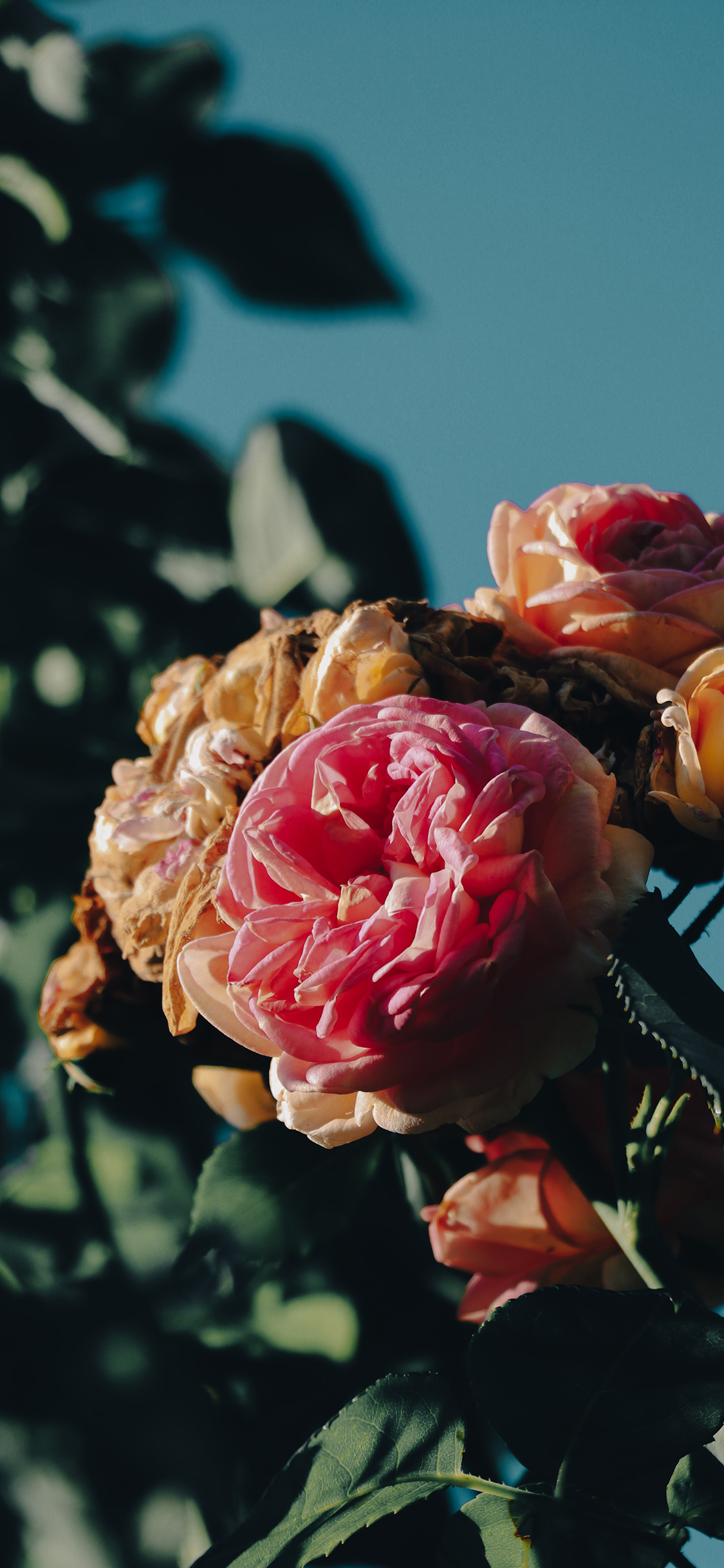 2023年手机壁纸,2023年最新款超清手机壁纸