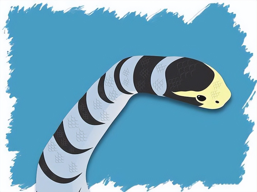 深圳南山区发现巨蛇,深圳惊现巨蛇