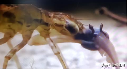 蜻蜓日本原唱,蜻蜓fm下载