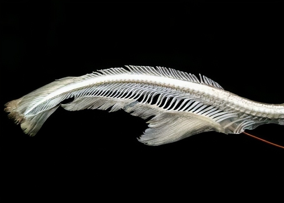 鲨鱼被割掉鱼鳍还能活多久,现在鲨鱼每年有多少被杀