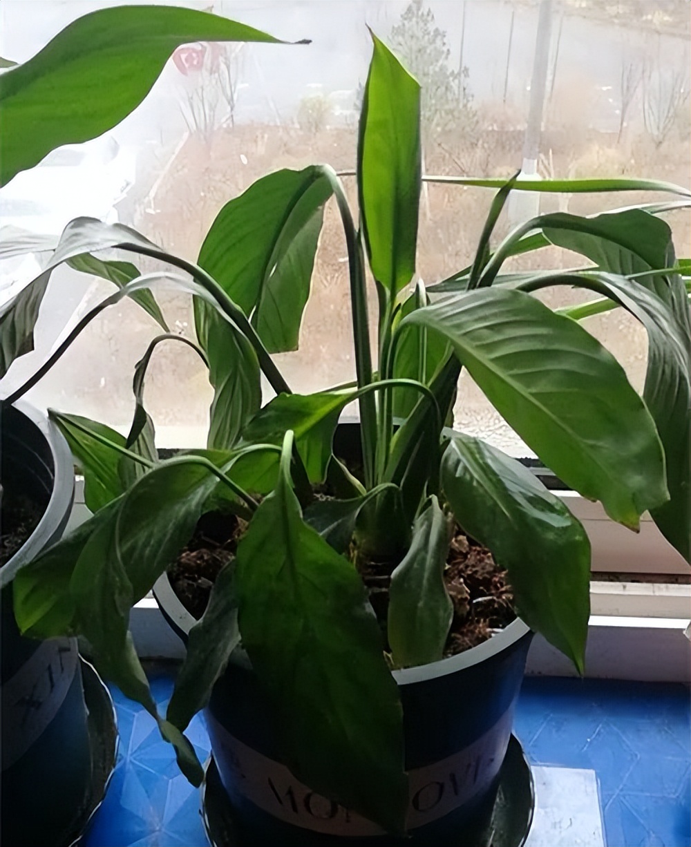 白掌花叶子发黄怎么办,白掌花叶子发黄怎么回事