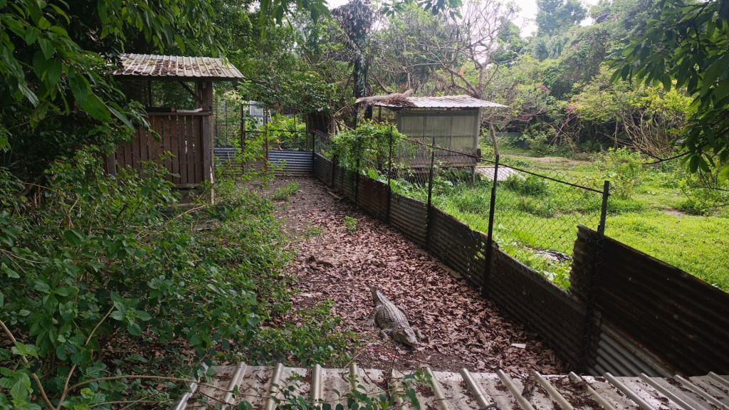 香港八乡惊现鳄鱼！网传内地商家违法售卖，扬言“直送到港”