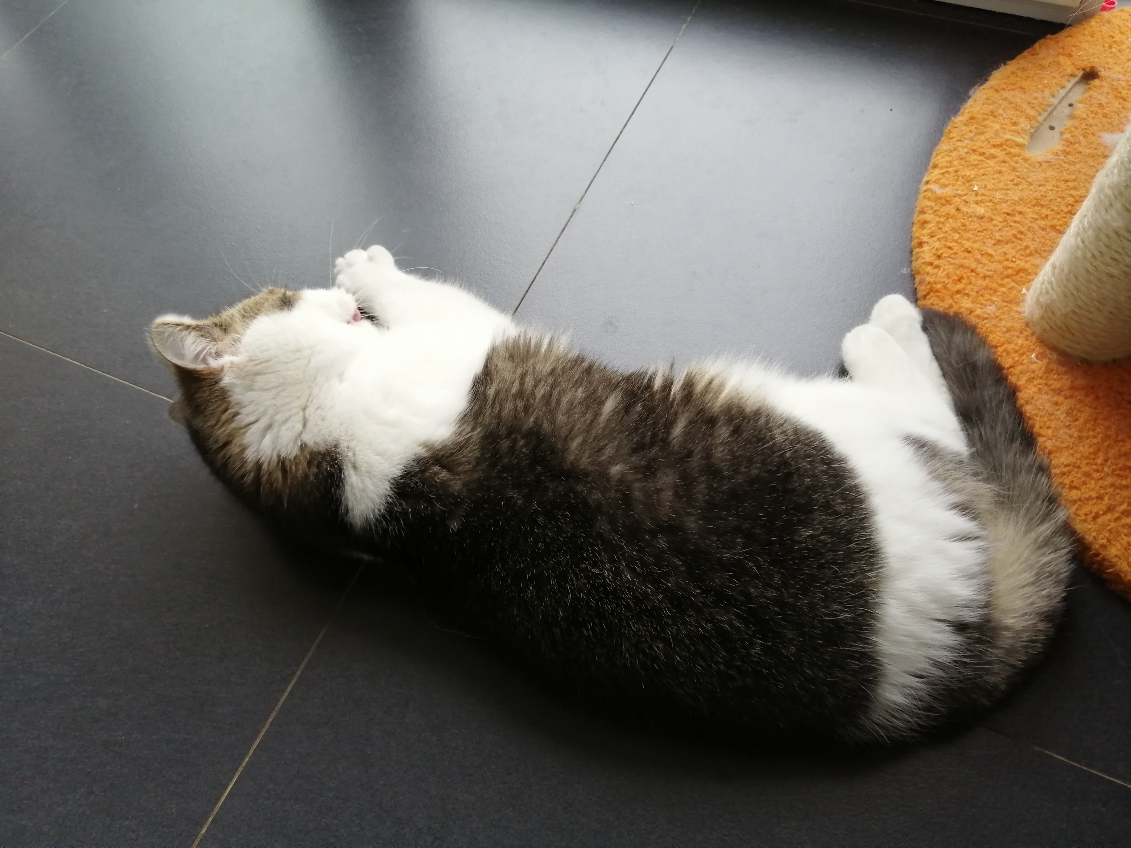 当你长时间不在家,当你不在家时猫咪是怎么样的