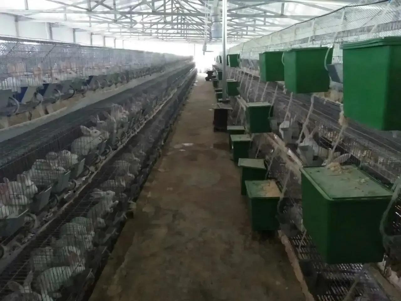 兔子养殖技术用什么方法最好,小白兔养殖创业项目