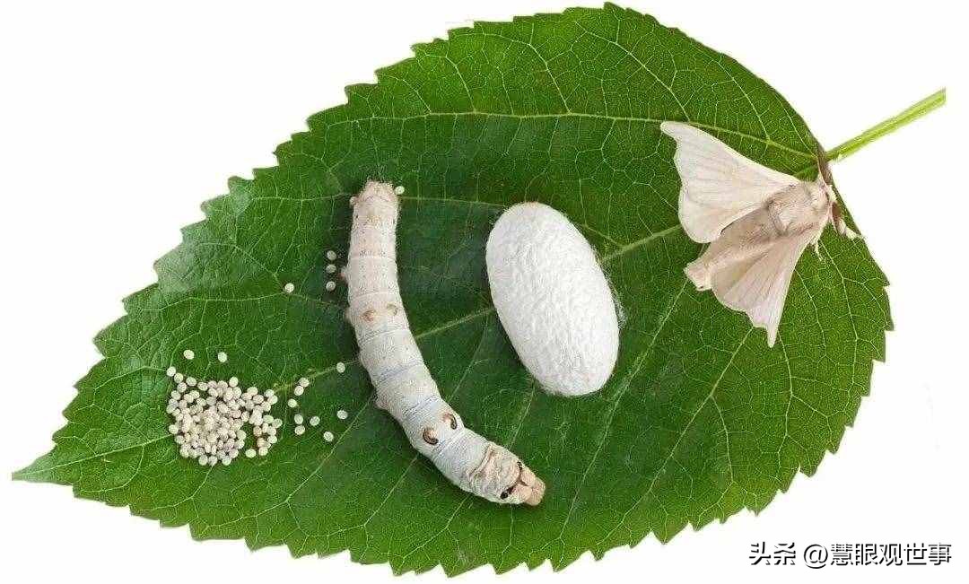 中高考必考古诗词,中高考必背古诗词朗诵