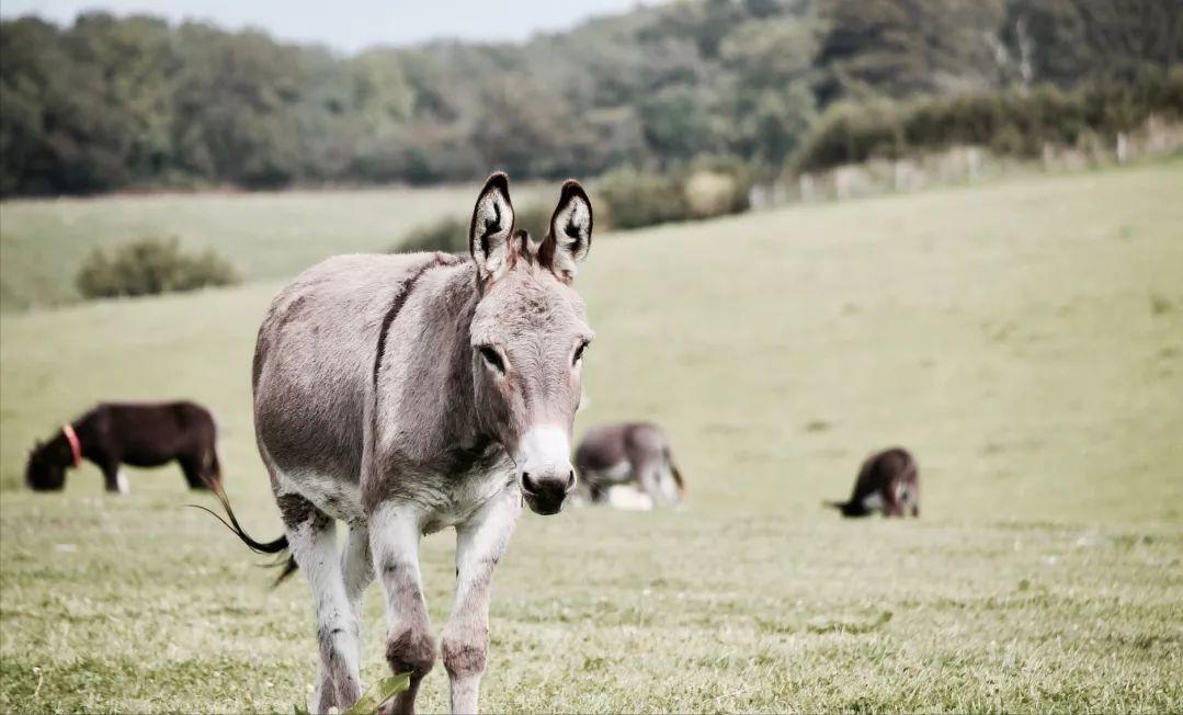 驴浑身是宝顺口溜,现在驴的市场低迷养驴可以吗