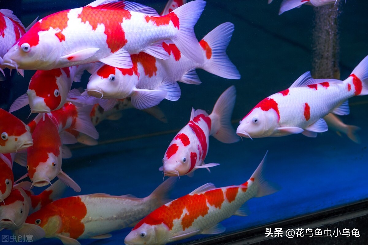 新手锦鲤怎么养活的,锦鲤怎么养才能养活自己