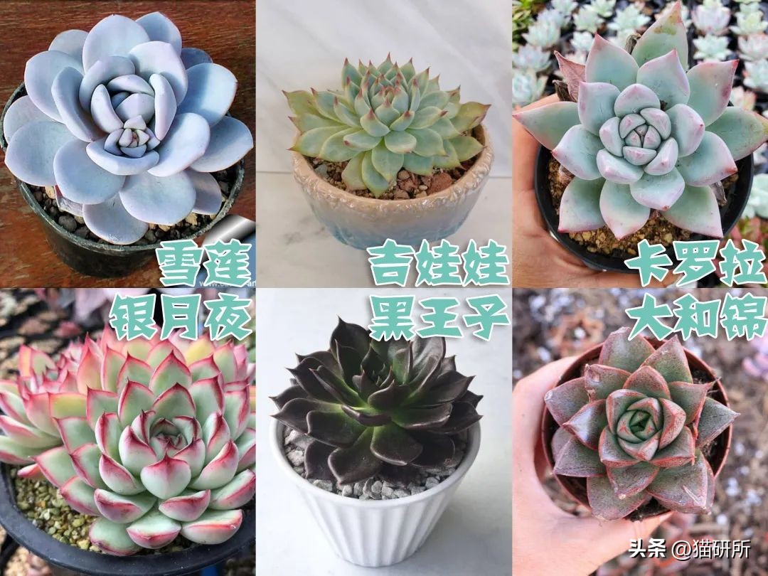 养猫可以养什么绿植,养猫不可以养的大型绿植