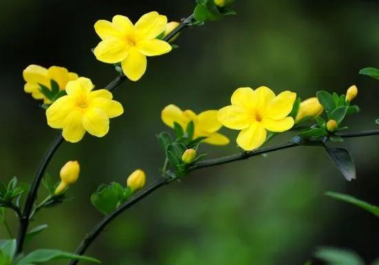 春天的美文,经典优美散文迎春