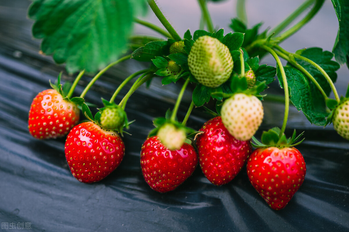 窗前的樱桃花开了,樱花开了又落了