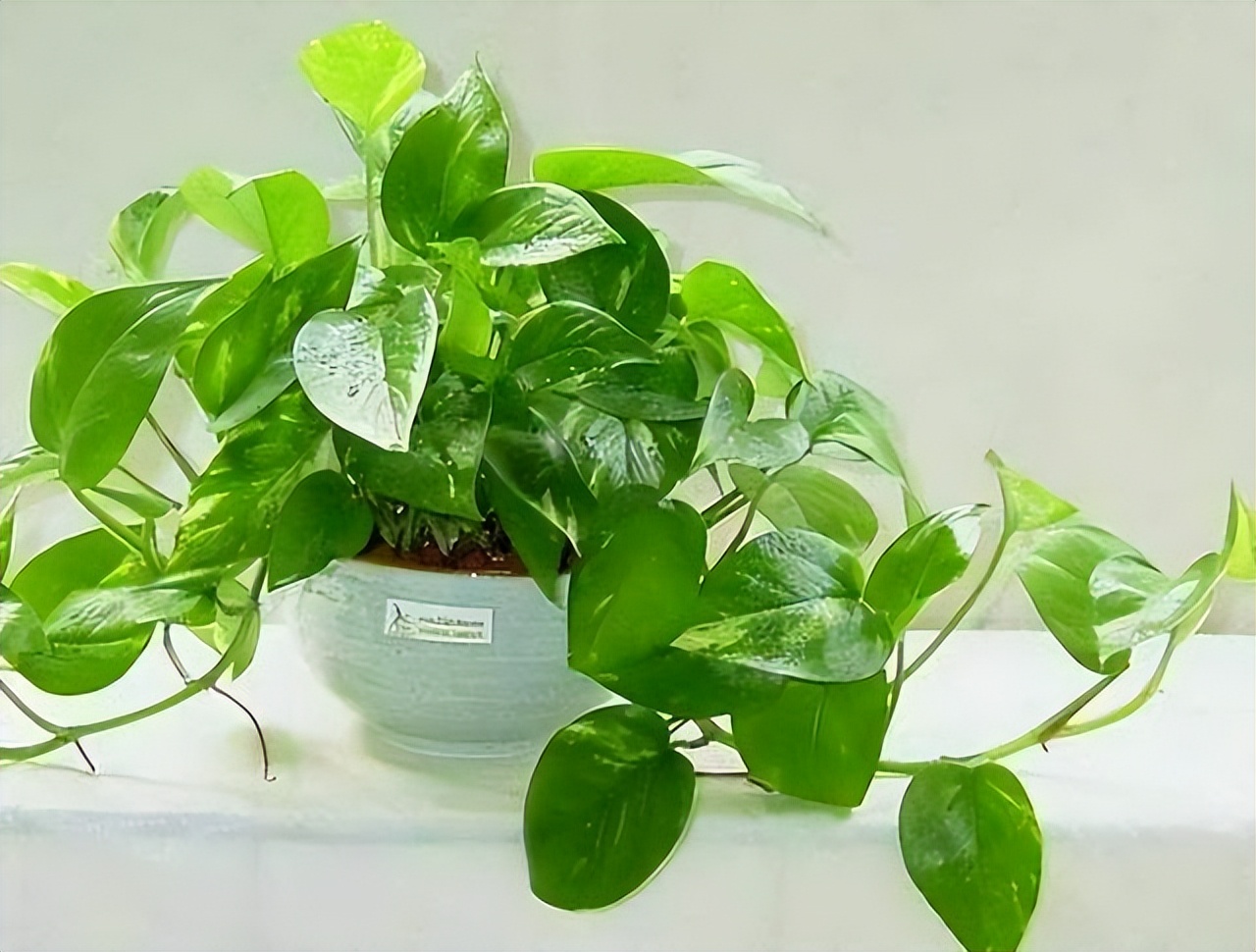 养花达人必备的44个养花绝技,8个实用的养花小技巧