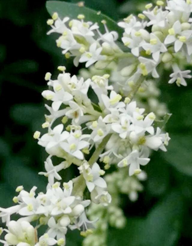 女贞有毒吗,大叶女贞又叫火炮树