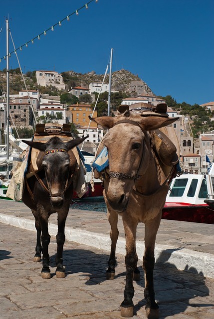 二驴火的原因,二驴是怎样火起来的