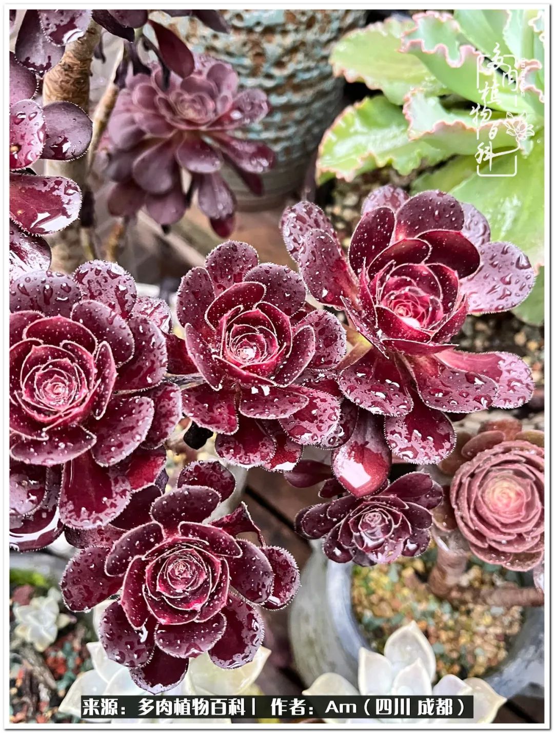 多肉小盆友生活多姿多彩,多肉小精灵福享不停