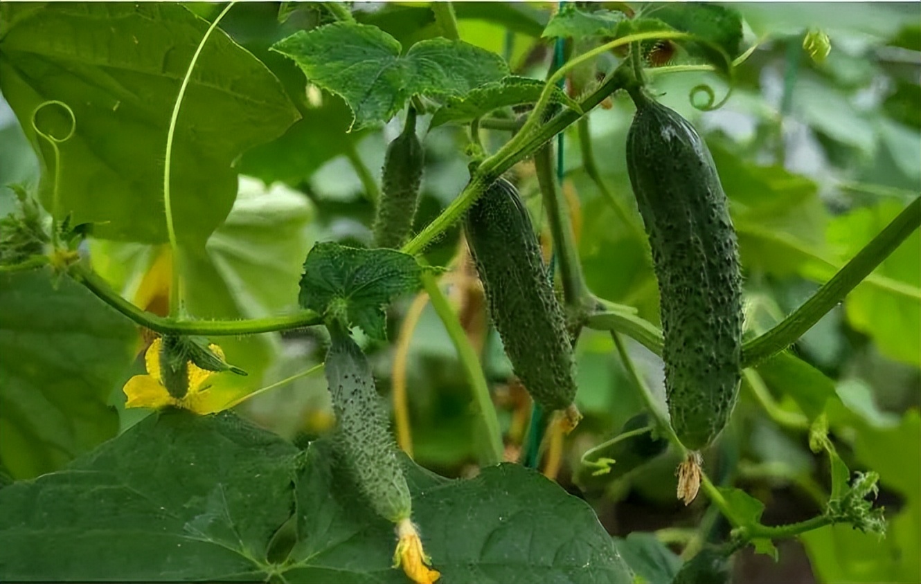 七论赣菜发展,朱虹论赣菜