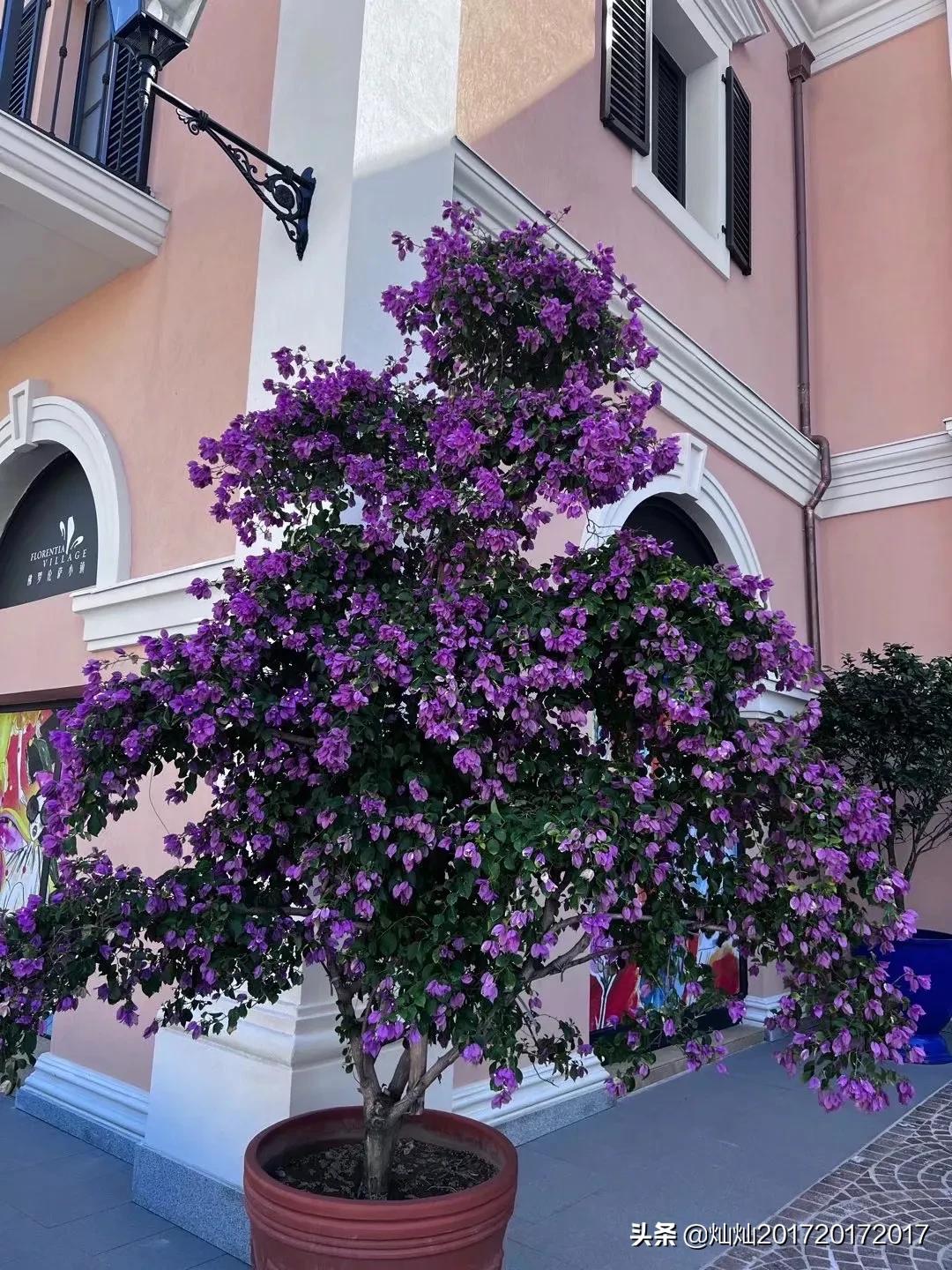 佛罗伦萨小镇上海奇幻森林,逛佛罗伦萨