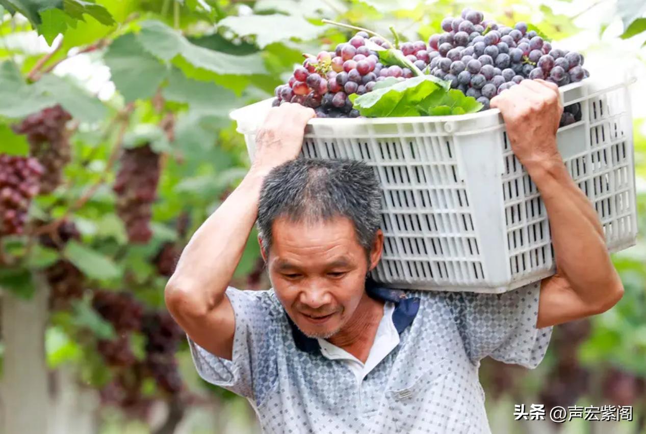 拼多多的商家为什么愿意被收割,拼多多商家生存情况