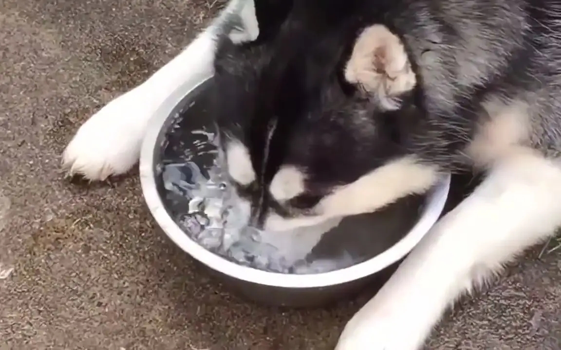 哈士奇有野外生存能力吗？将十只哈士奇放到非洲大草原会怎么样？