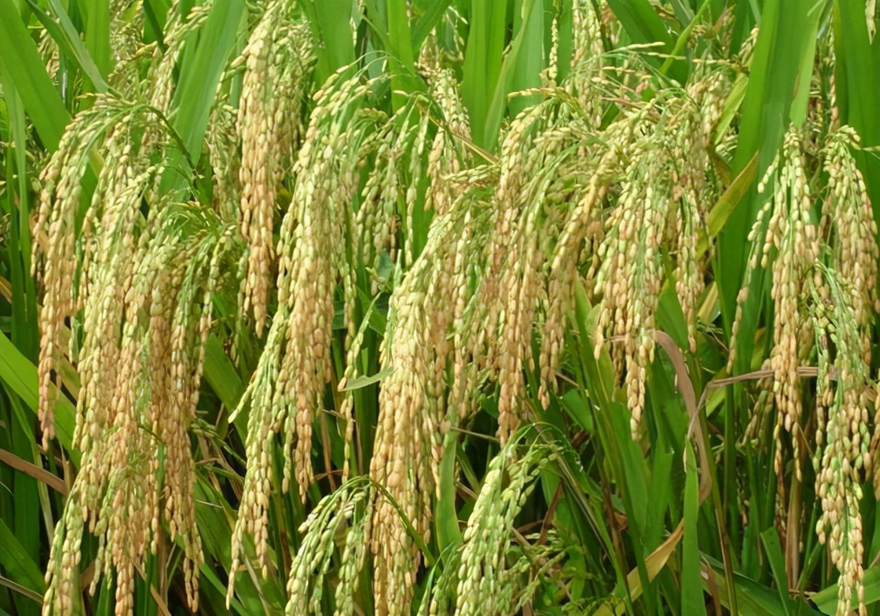 用组织培养来扩大繁殖植物是植物学界革命性的一大步骤之十六