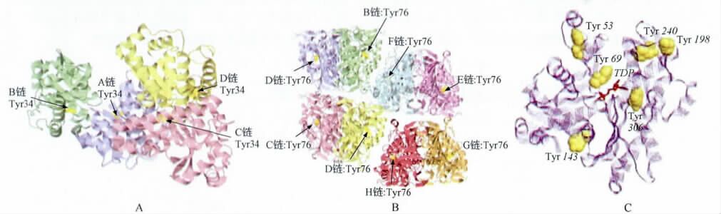 金属硫蛋白副作用,金属硫蛋白的功效和作用