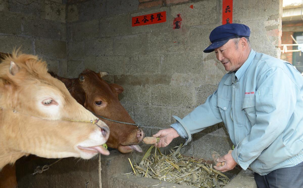 「惊！牛肉价格跌至45元3斤，2023年11月11日牛价跌破谷底！」