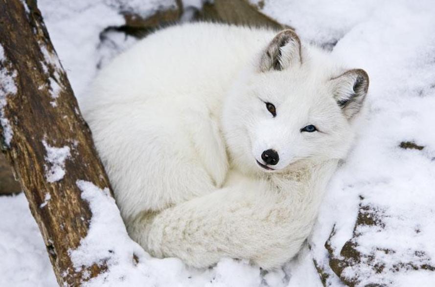 野外发现罕见的白狐,南京市民在路边捡到北极狐