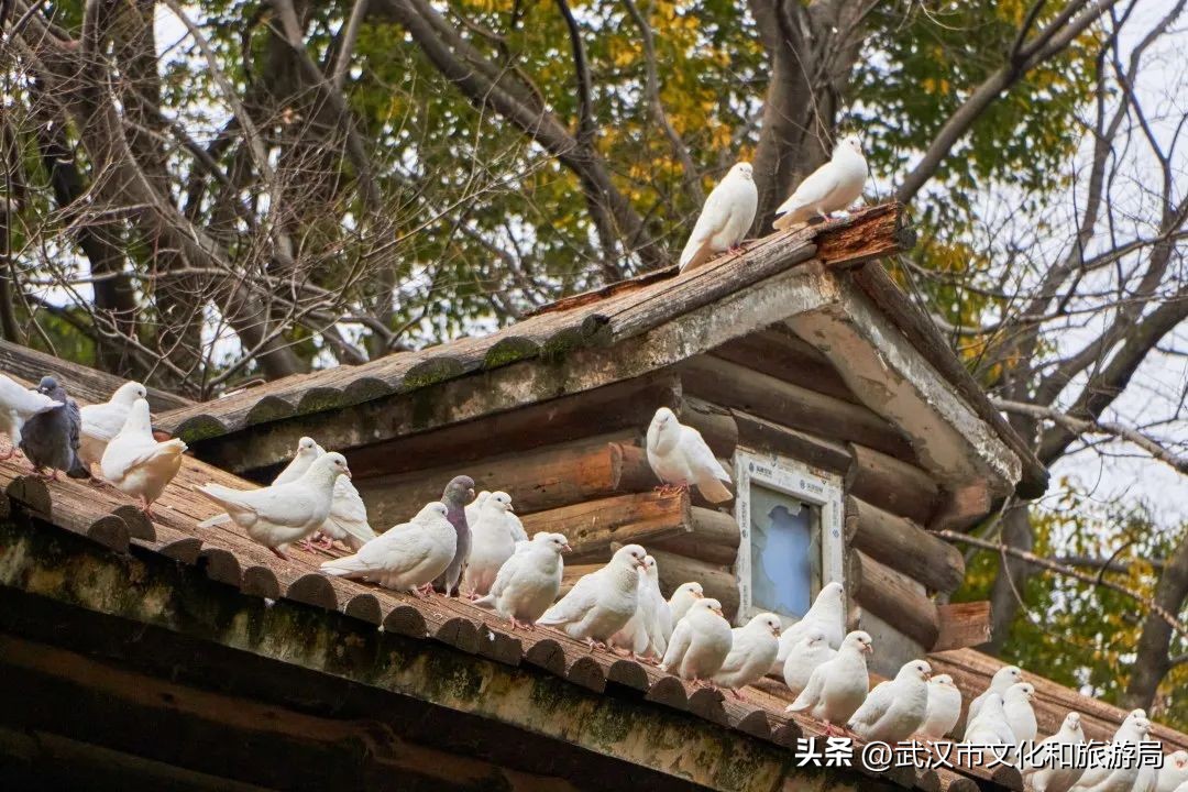 又美丽又好玩的地方,又美又惬意的旅游