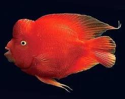 鱼缸里的鱼长期不喂会饿死吗,过年回家鱼缸的鱼会不会饿死