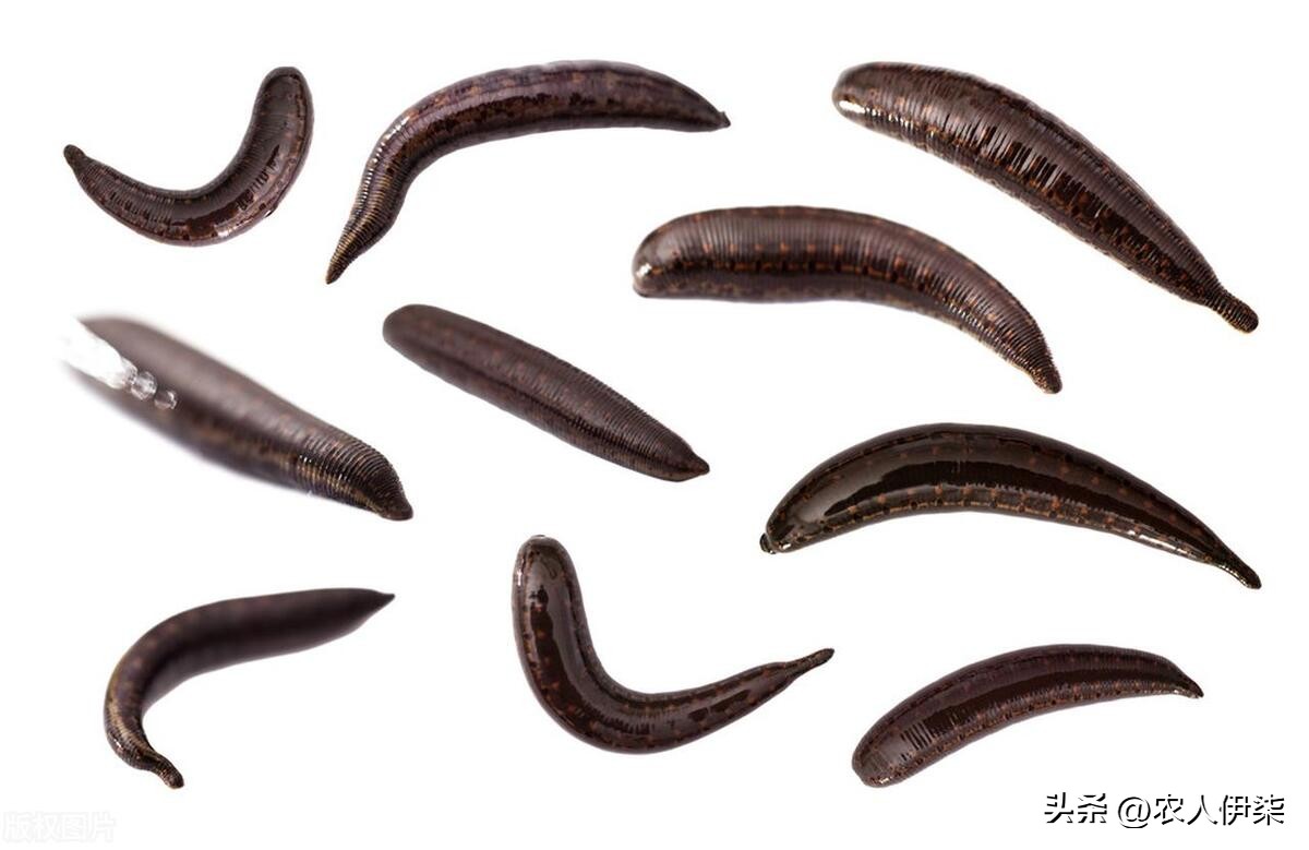 养殖蚂蟥一亩一年能赚多少钱,养殖十斤蚂蟥一年赚多少钱