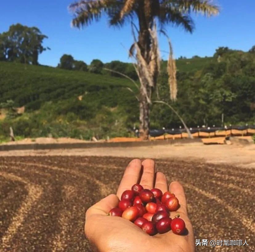 100%阿拉比卡咖啡,正宗的阿拉比卡咖啡