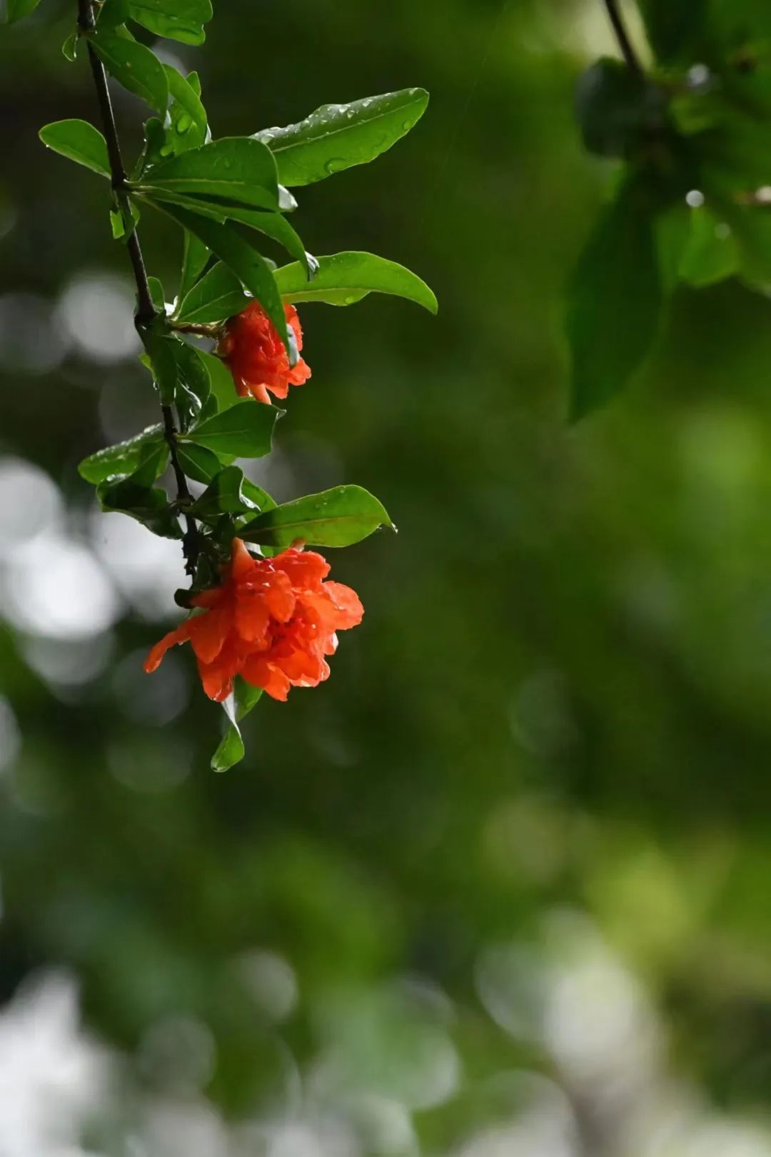 栀子：如月素净，如风清凉