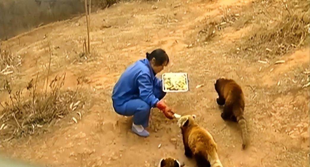 动物园大猩猩健身,大猩猩吃东西变瘦