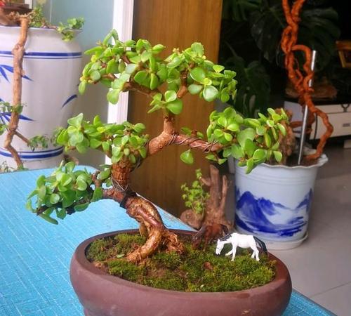 金枝玉叶做盆景的方法,金枝玉叶如何培养成盆景