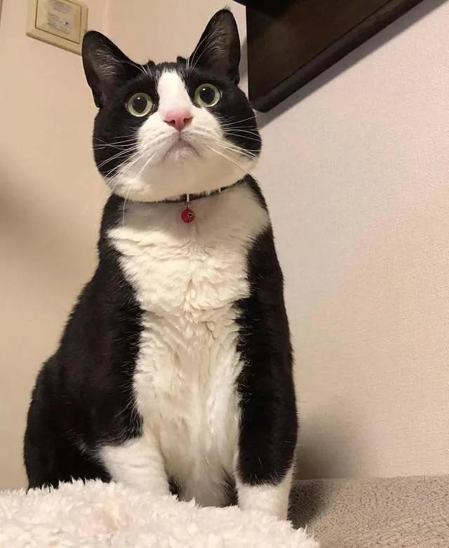 灰色猫咪是什么品种,玳瑁猫咪是什么品种