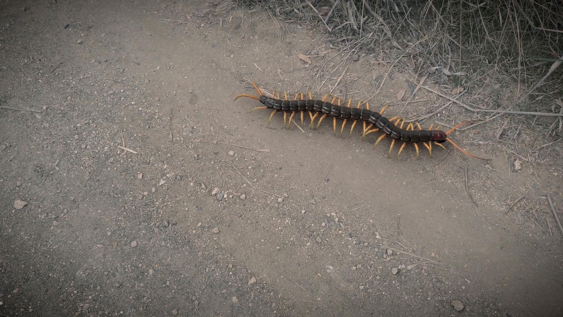 澳洲大蜈蚣有多大,澳大利亚的巨型蜈蚣
