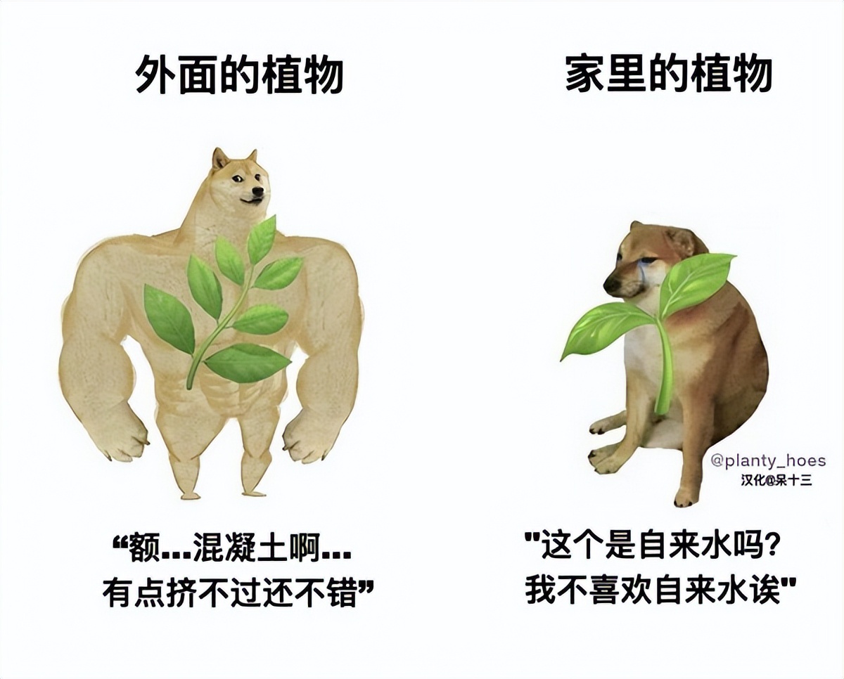 用针管自制浇水器,自制植物自动浇水器