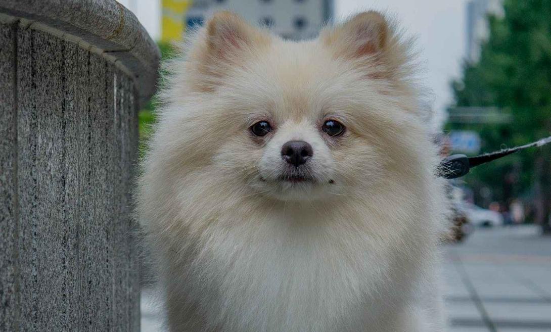 博美拉稀有虫子是怎么回事,博美拉稀带血怎么办