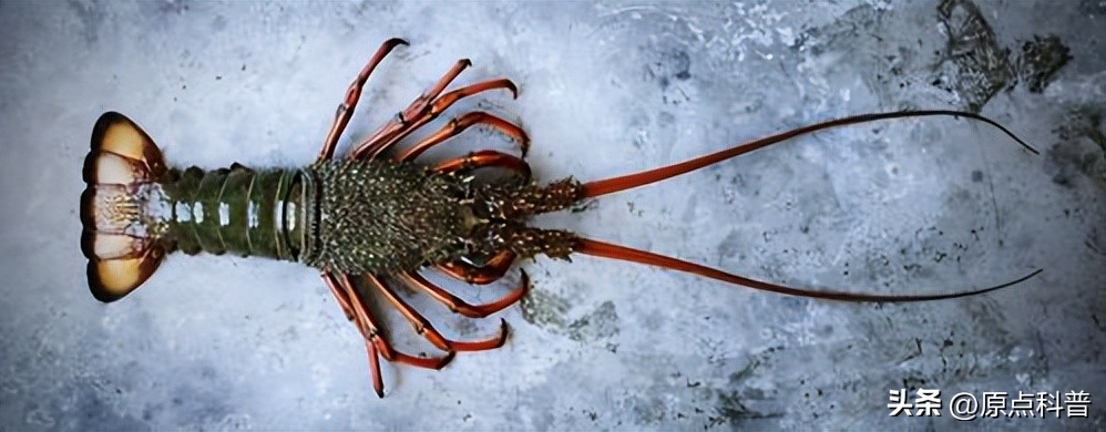 世界上最贵的海鲜十大排名,世界十大名贵海鲜