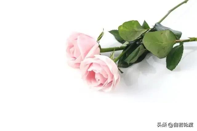 头条写文章不认证有收益吗,怎样在头条写文章才有收益