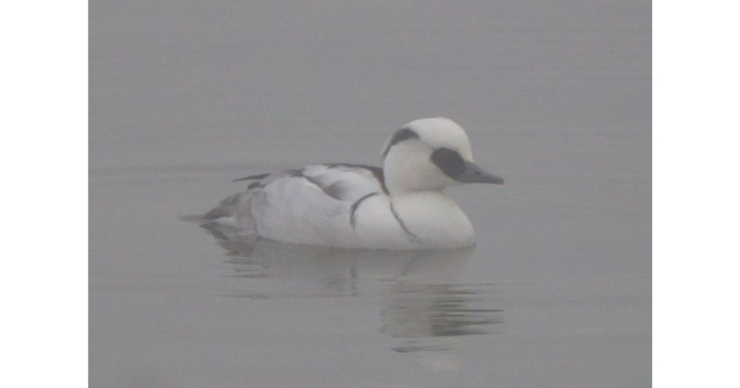 因为娇气和“作死”......它把自己活成了“植物界的大熊猫”