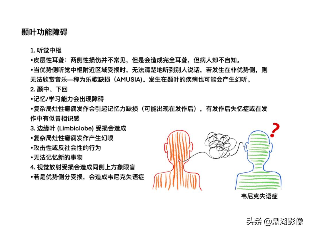 大脑皮层的解剖与定位,大脑解剖学习绘图笔记